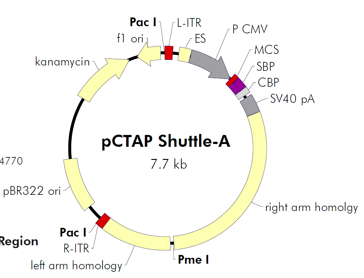pCTAP-Shuttle-A载体图谱